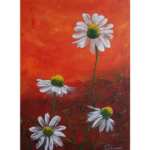 Daisies