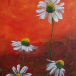 Daisies